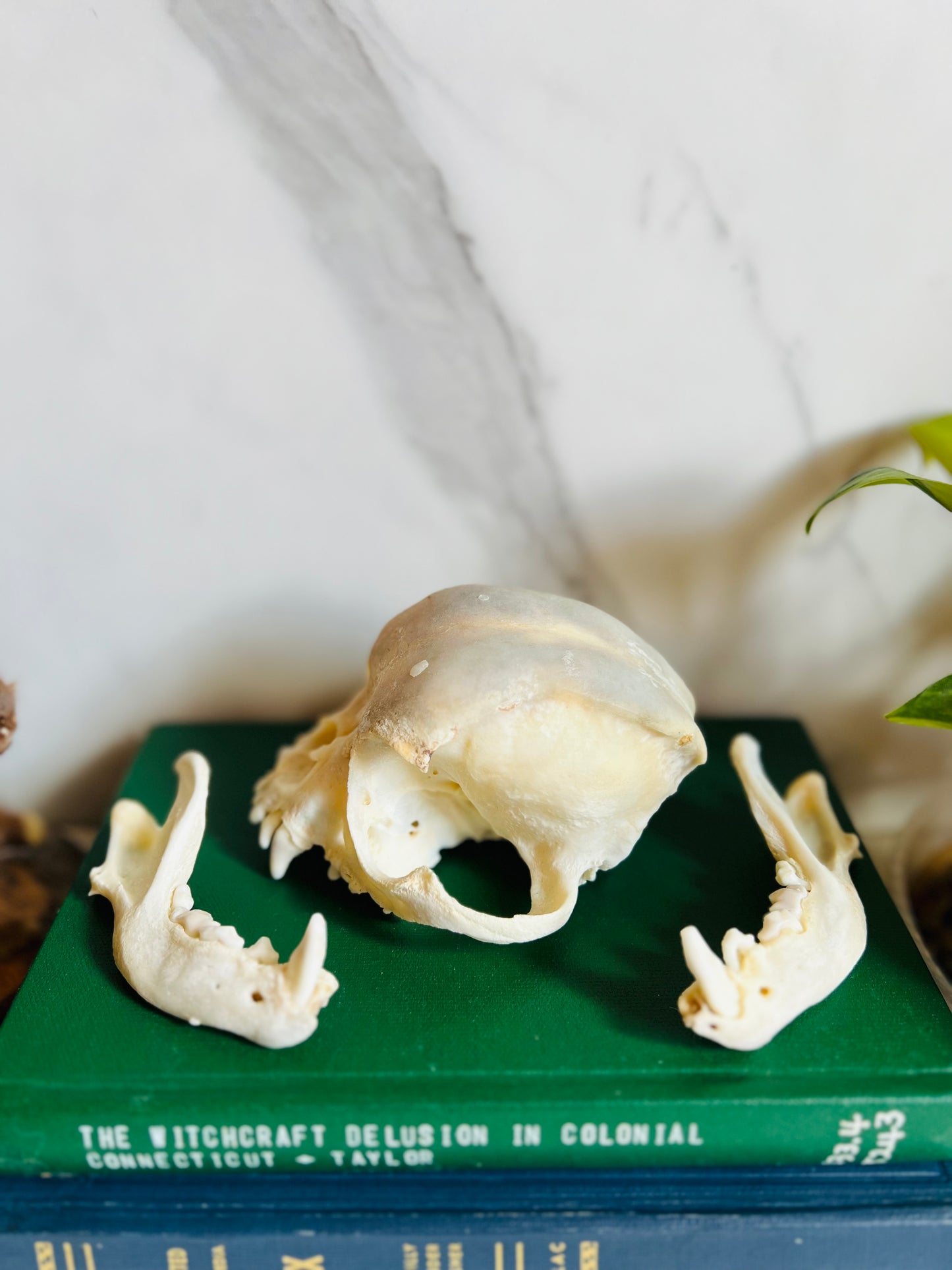 Real Canine Skull; Bone Deformities; Pug