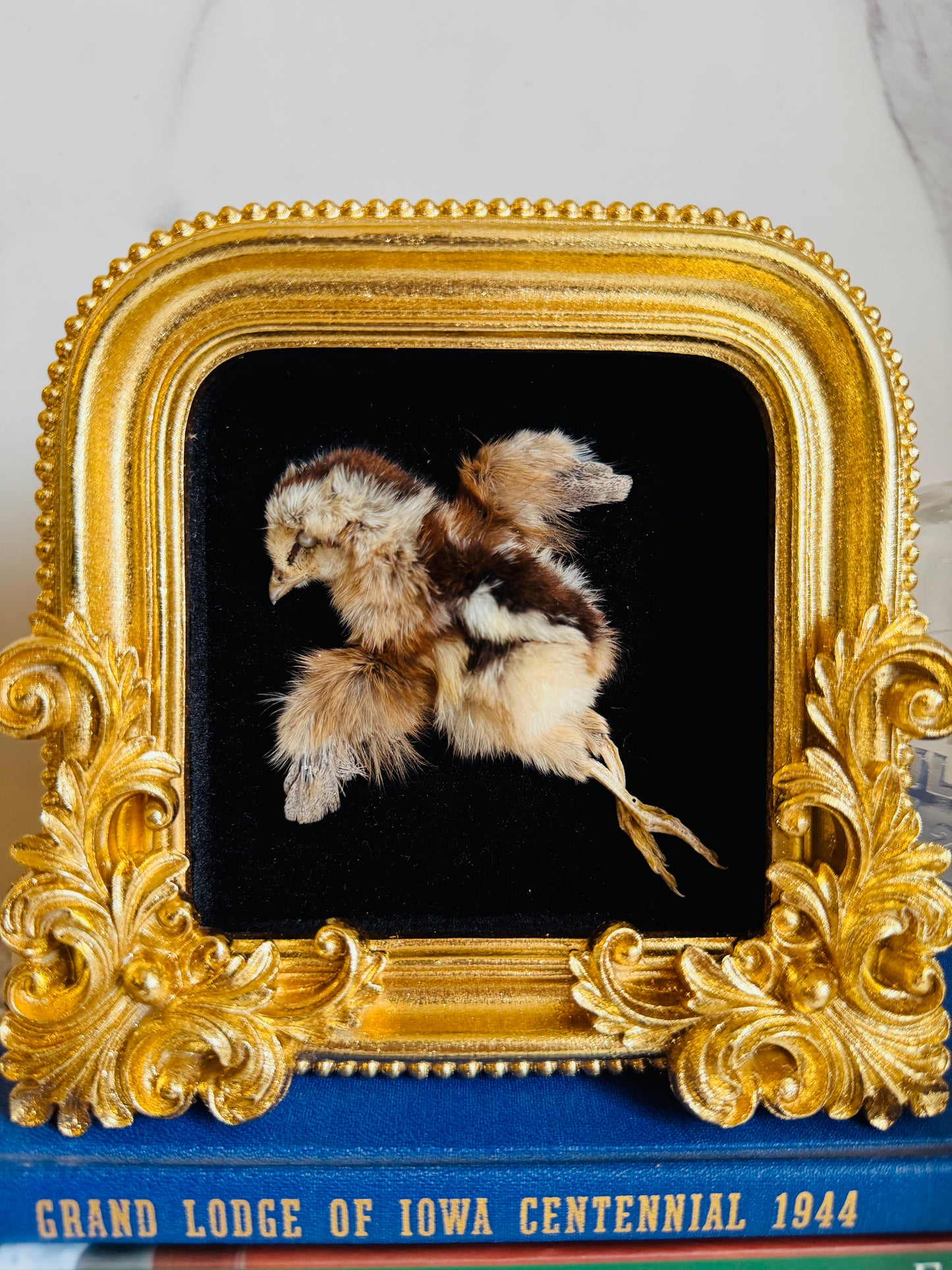 Valencia - Real Taxidermy Art
