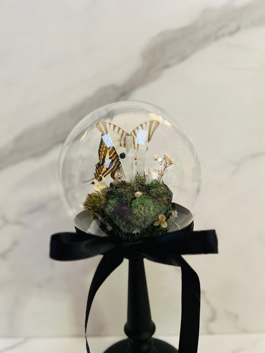 Real Insect Art; Real Taxidermy Art; Glass Cloche Globe