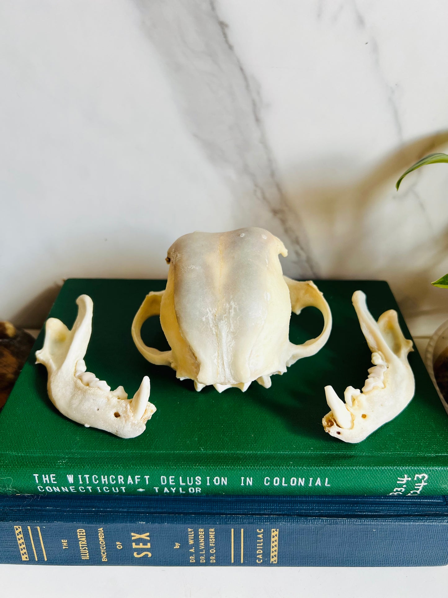 Real Canine Skull; Bone Deformities; Pug