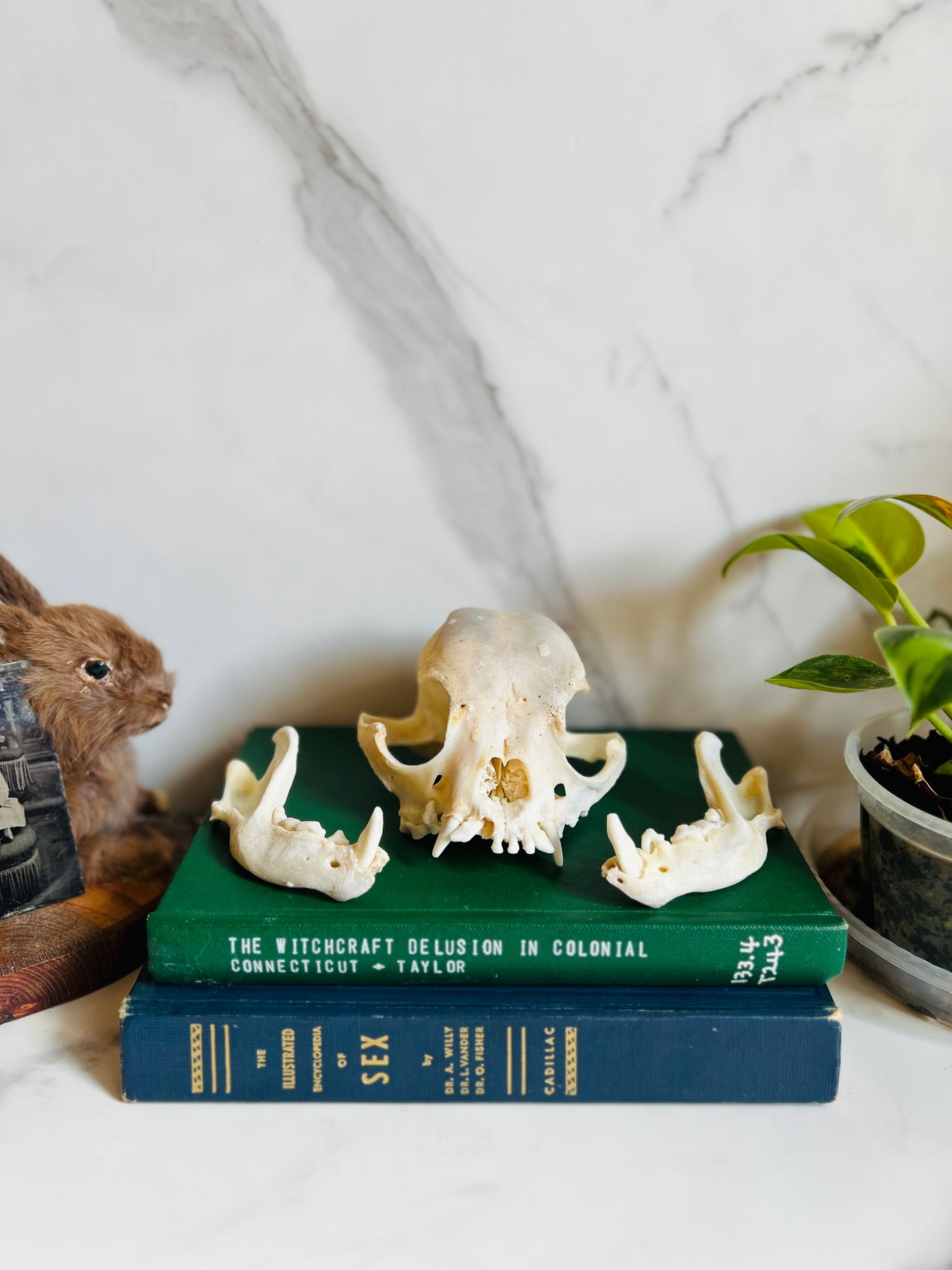 Real Canine Skull; Bone Deformities; Pug