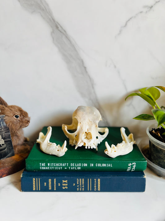 Real Canine Skull; Bone Deformities; Pug