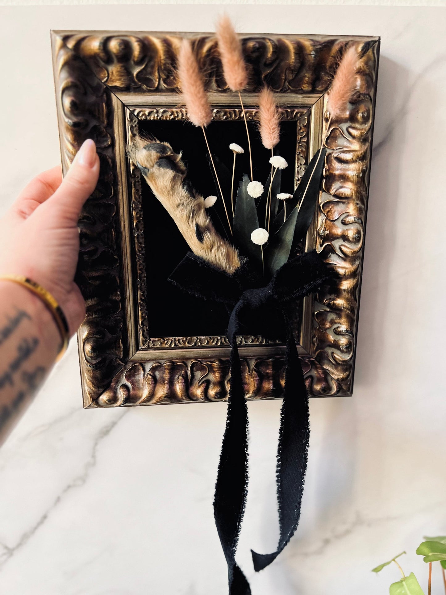 Real Mummified Coyote Paw Display; Vintage Ornate Frame