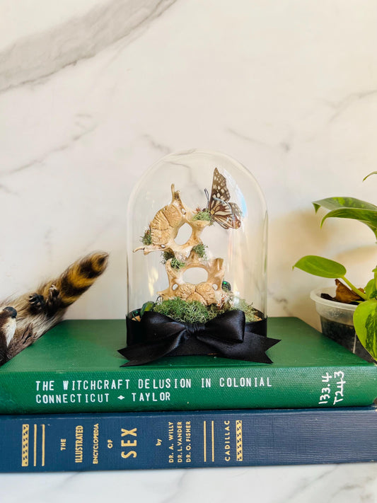 Real Insect Display; Real Butterfly Beetle Art; Glass Cloche Display