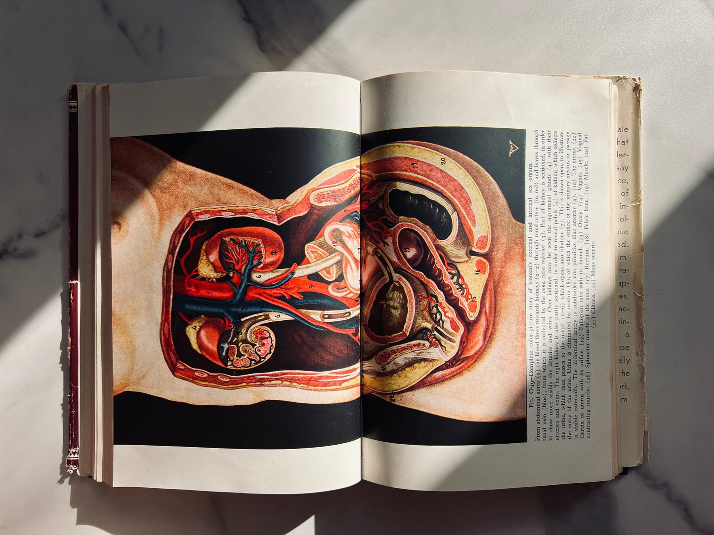 Illustrated 1954 Encyclopedia of Sex; Vintage Medical Book