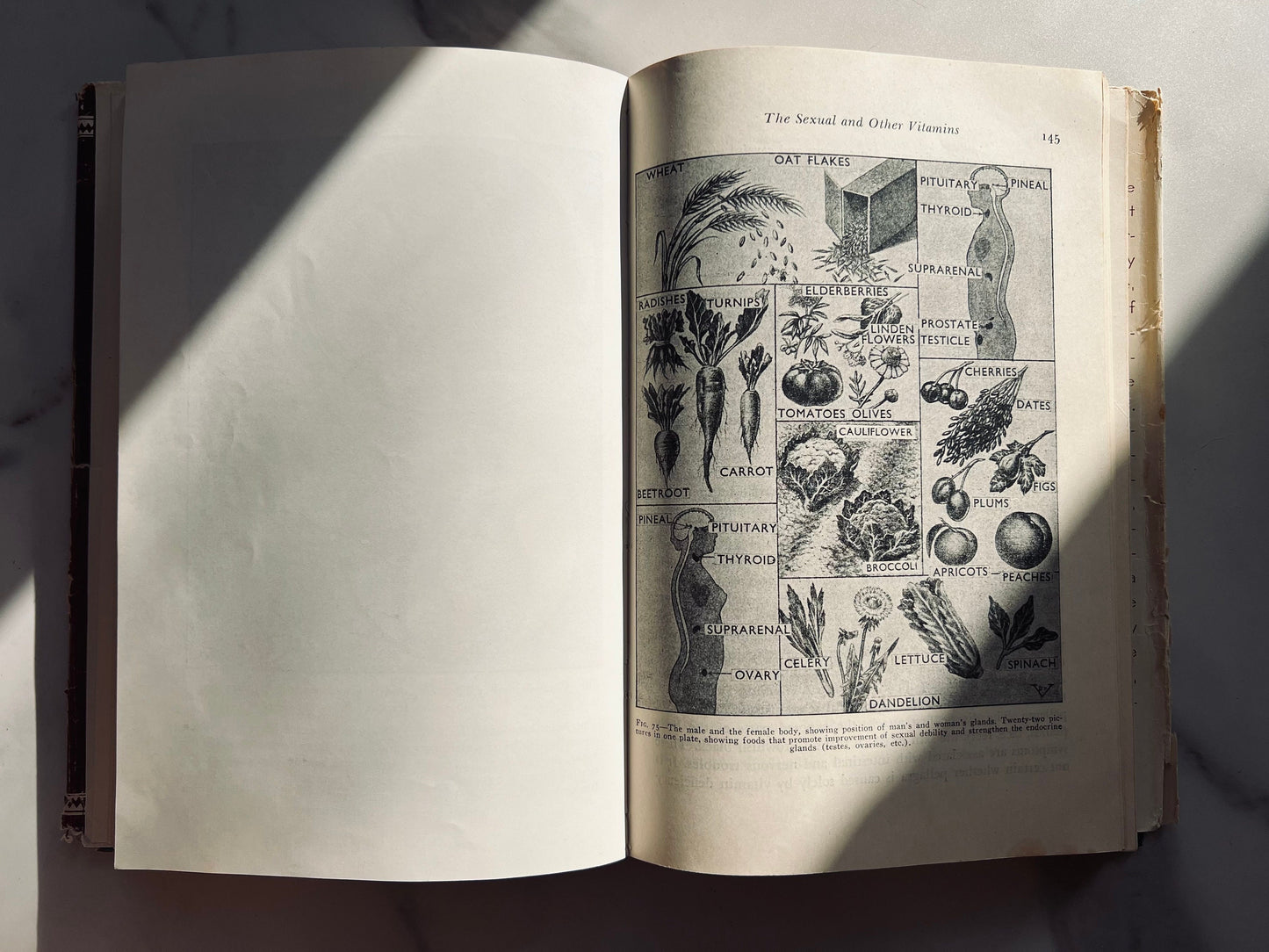 Illustrated 1954 Encyclopedia of Sex; Vintage Medical Book