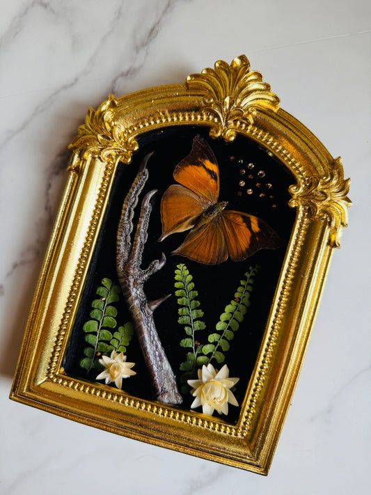 Seraphiel - Real Taxidermy Art; Real Butterfly Art