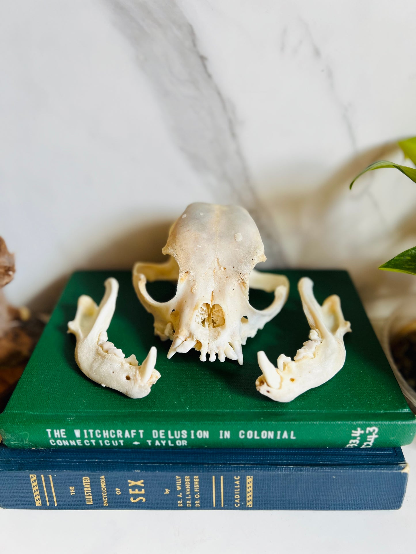 Real Canine Skull; Bone Deformities; Pug