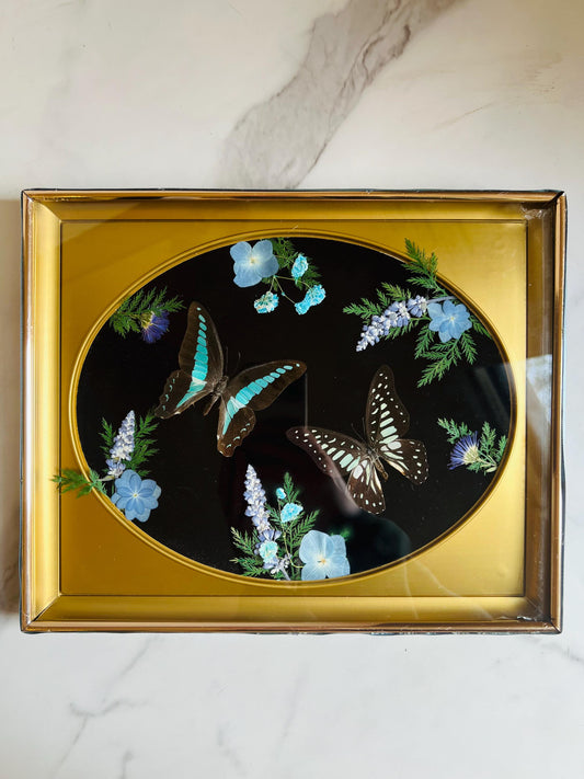 Real Insect Art; Real Butterfly Art; Antique Shadowbox Frame