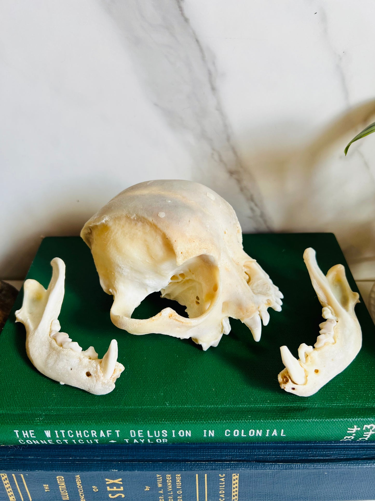 Real Canine Skull; Bone Deformities; Pug