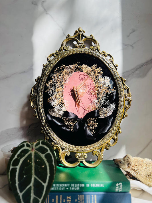 Real Insect Art; Real Dried Botanicals; Antique Ornate Bubble Convex Frame