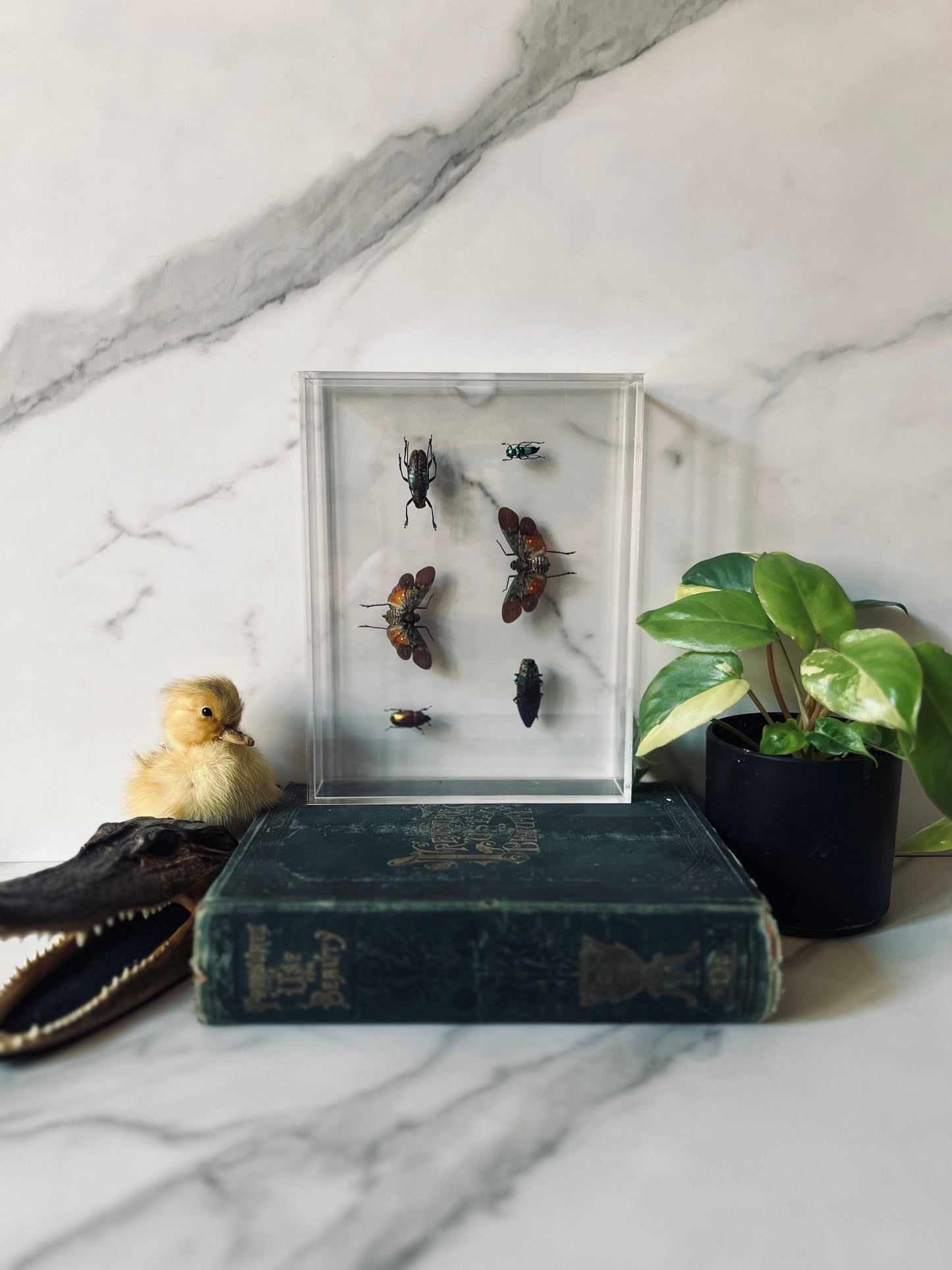 Real Insect Art; Acrylic Shadowbox