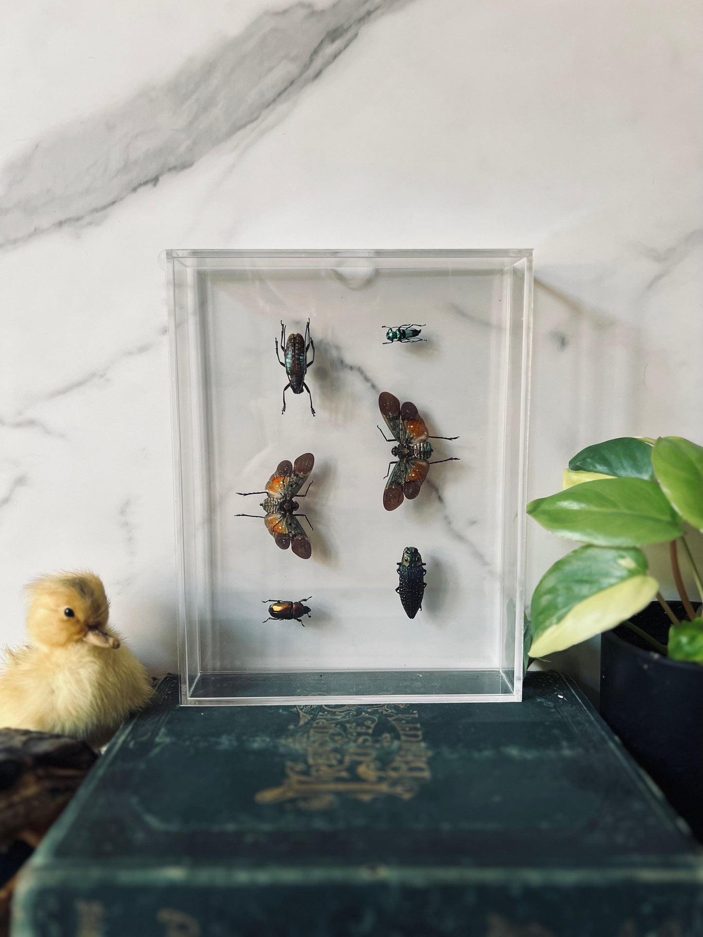 Real Insect Art; Acrylic Shadowbox