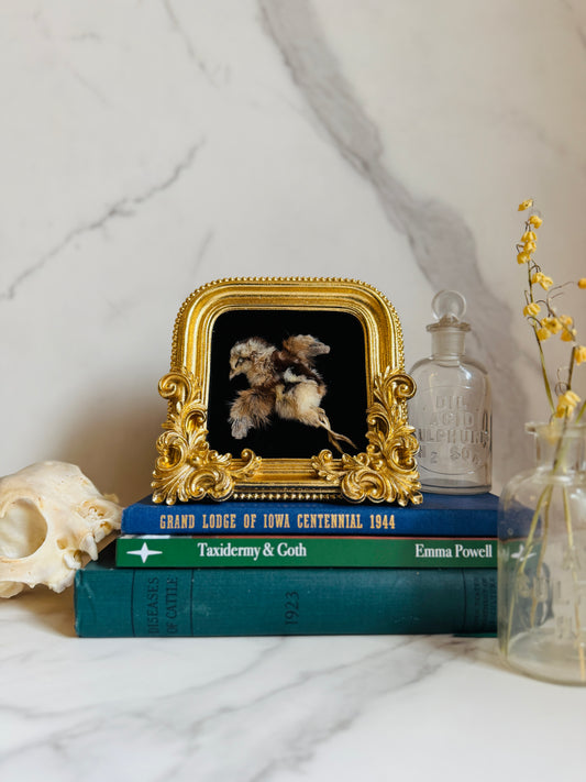 Valencia - Real Taxidermy Art