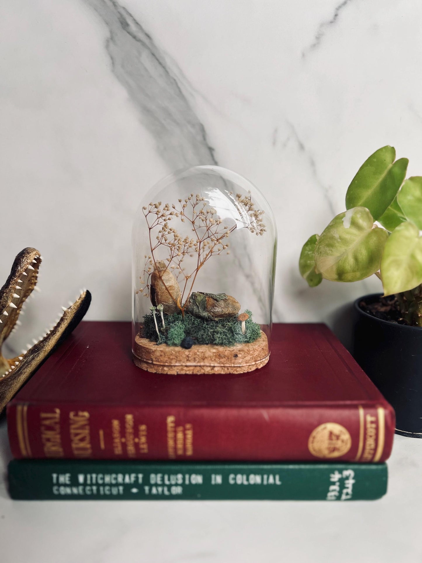 Real Cocoon Display; Real Luna Moth Cocoon; Glass Cloche Display