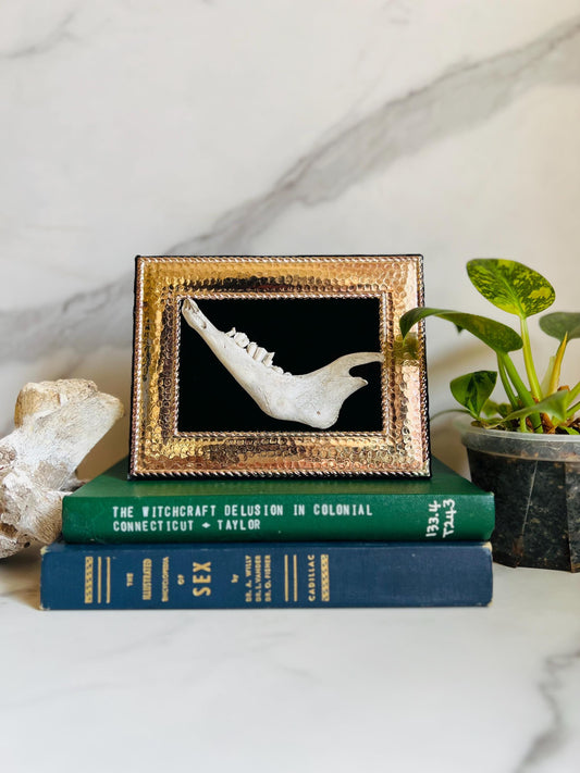 Real Taxidermy Art; Real Goat Jaw; Vintage Ornate Frame