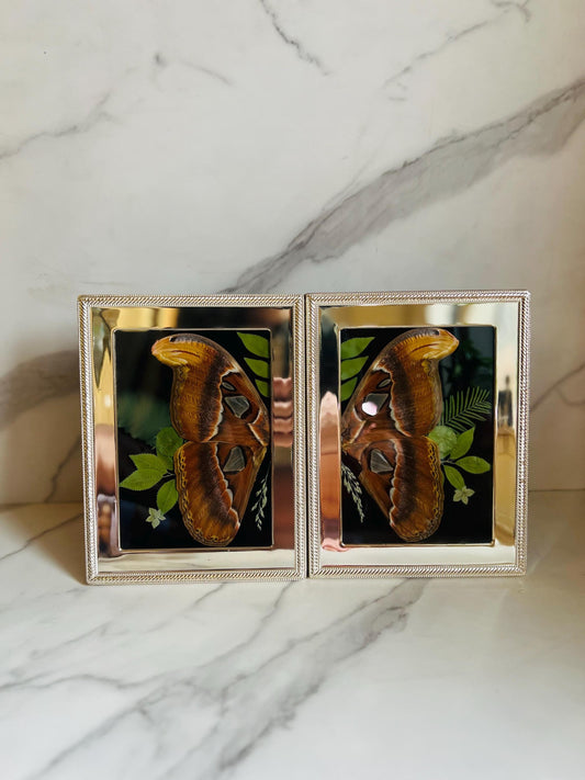 Real Insect Art; Antique Vintage Silver Frame