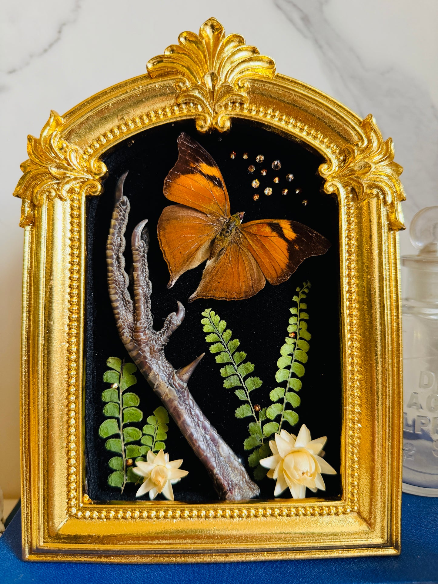 Seraphiel - Real Taxidermy Art; Real Butterfly Art