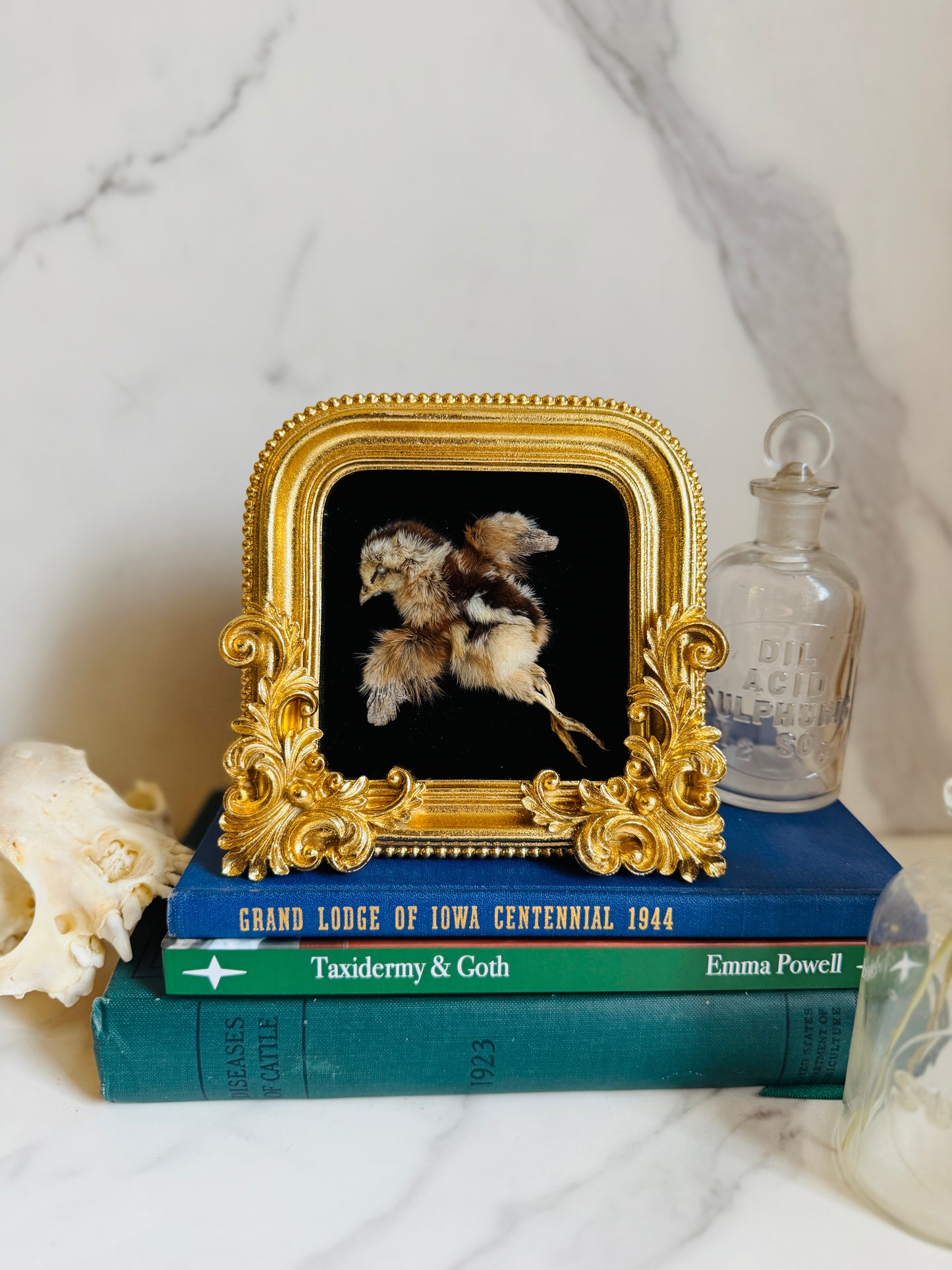 Valencia - Real Taxidermy Art