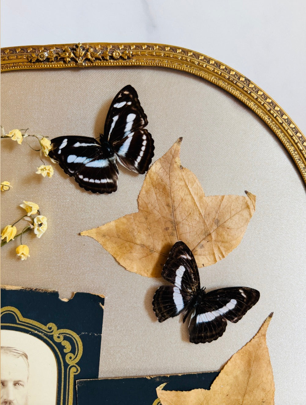 Fenric - Real Butterfly & Spider Art; Antique Tintypes