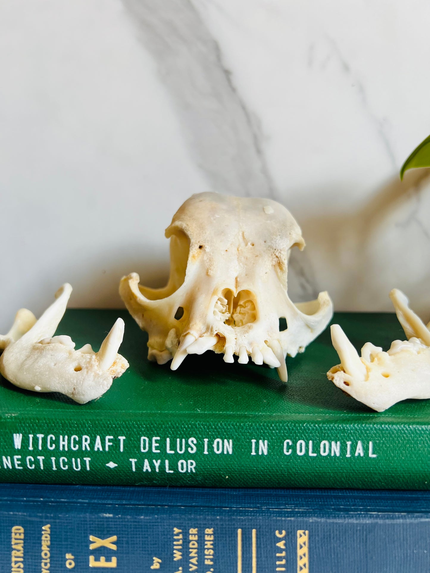 Real Canine Skull; Bone Deformities; Pug