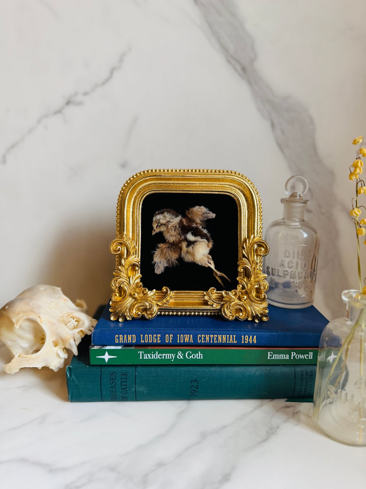 Valencia - Real Taxidermy Art