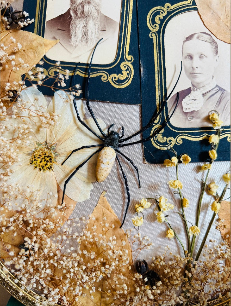 Fenric - Real Butterfly & Spider Art; Antique Tintypes
