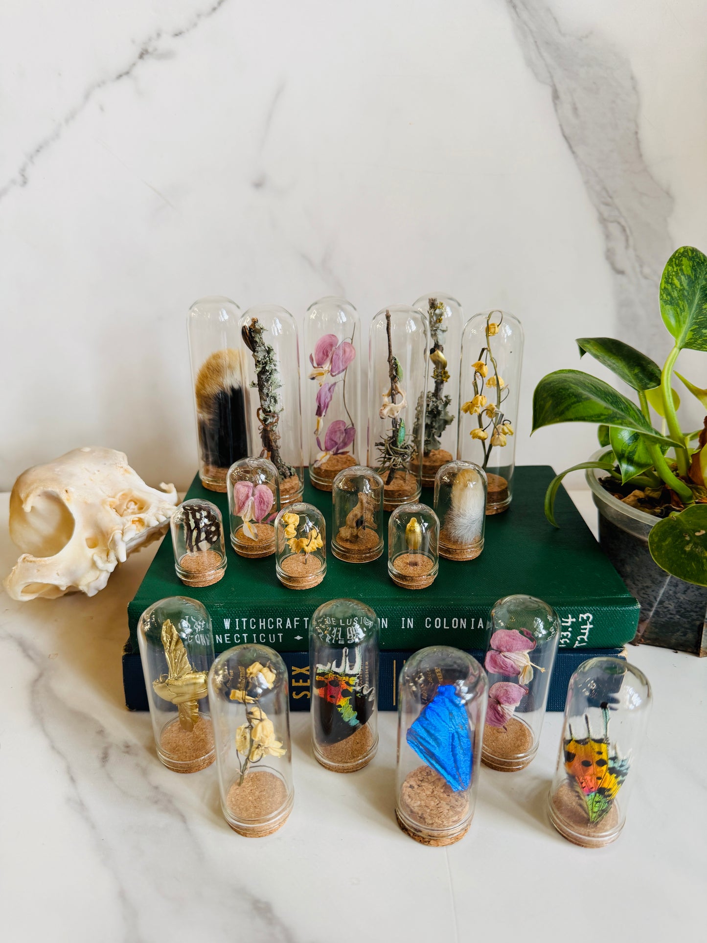 Mini Museum; Mini Cloche Set