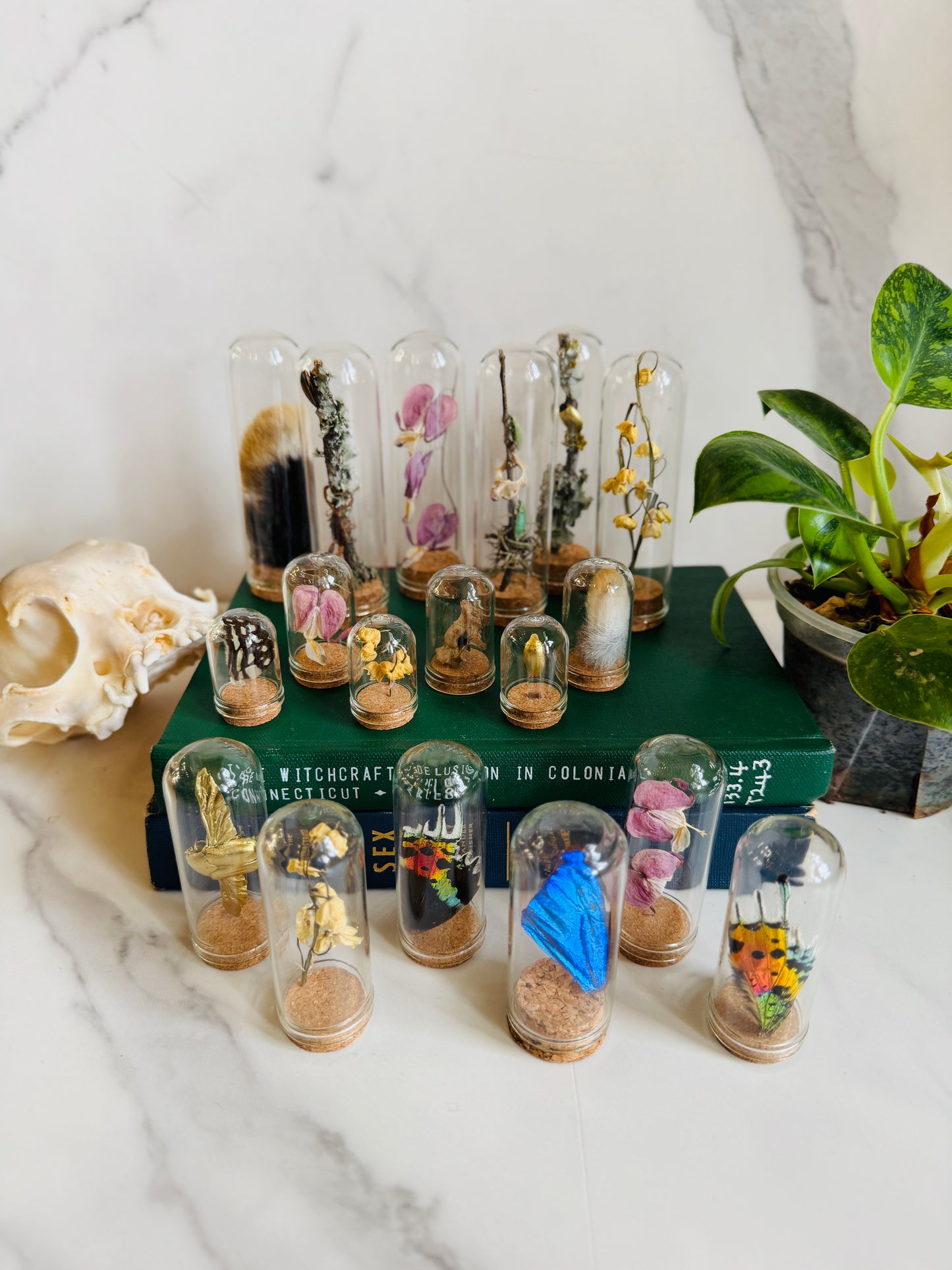 Mini Museum; Mini Cloche Set