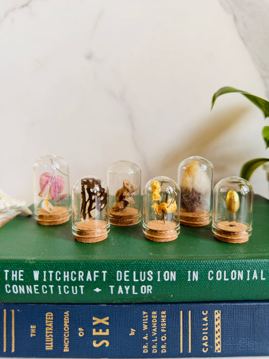 Mini Museum; Mini Cloche Set