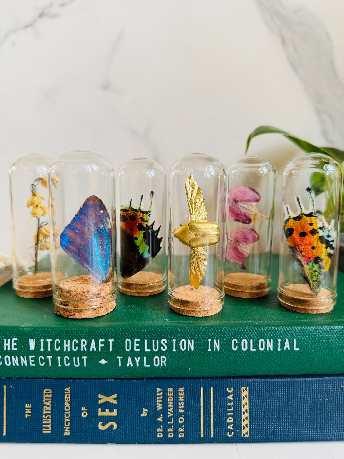 Mini Museum; Mini Cloche Set
