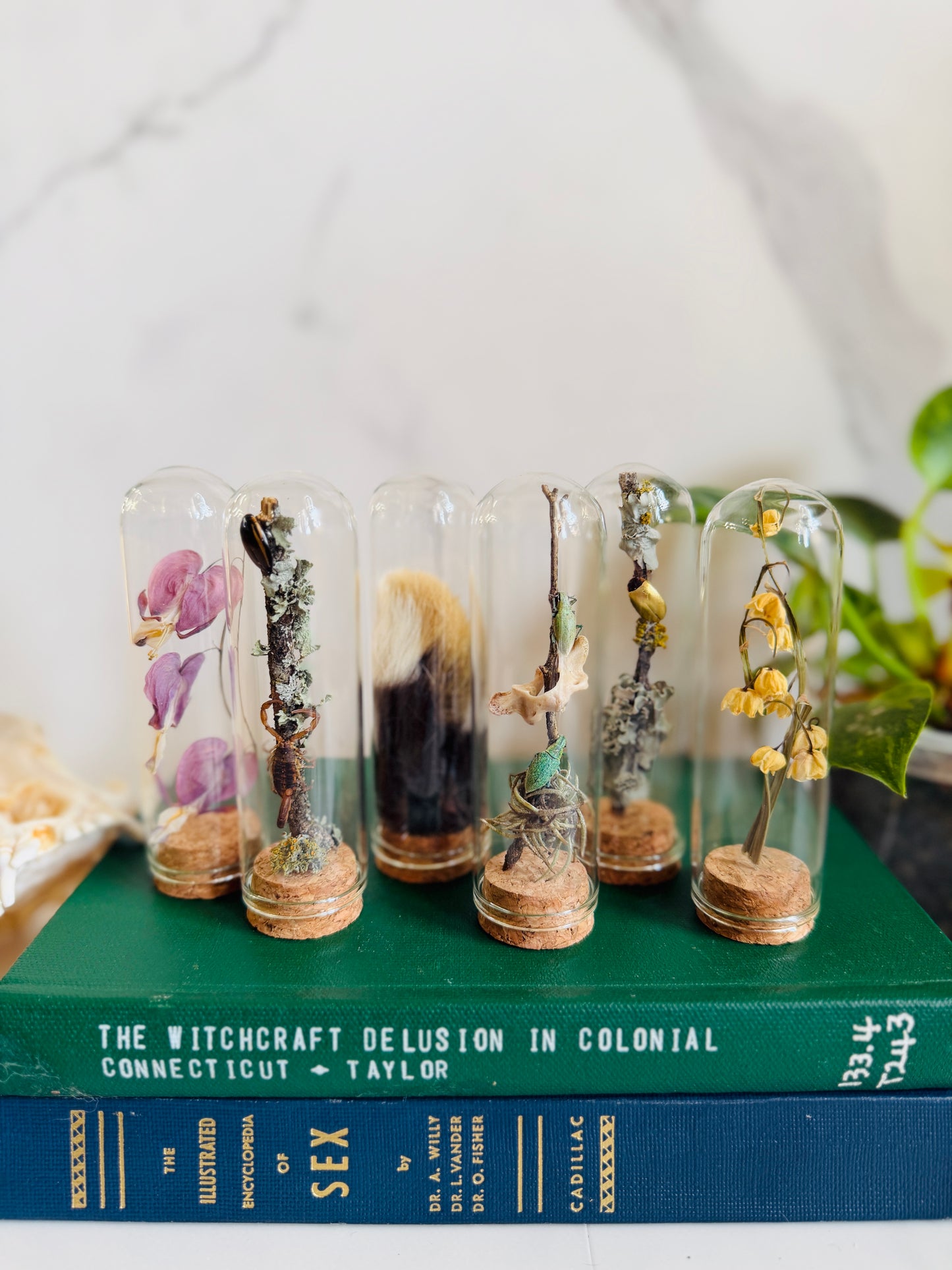 Mini Museum; Mini Cloche Set