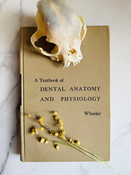 1958 Textbook of Dental Anatomy and Physiology; Vintage Medical Book