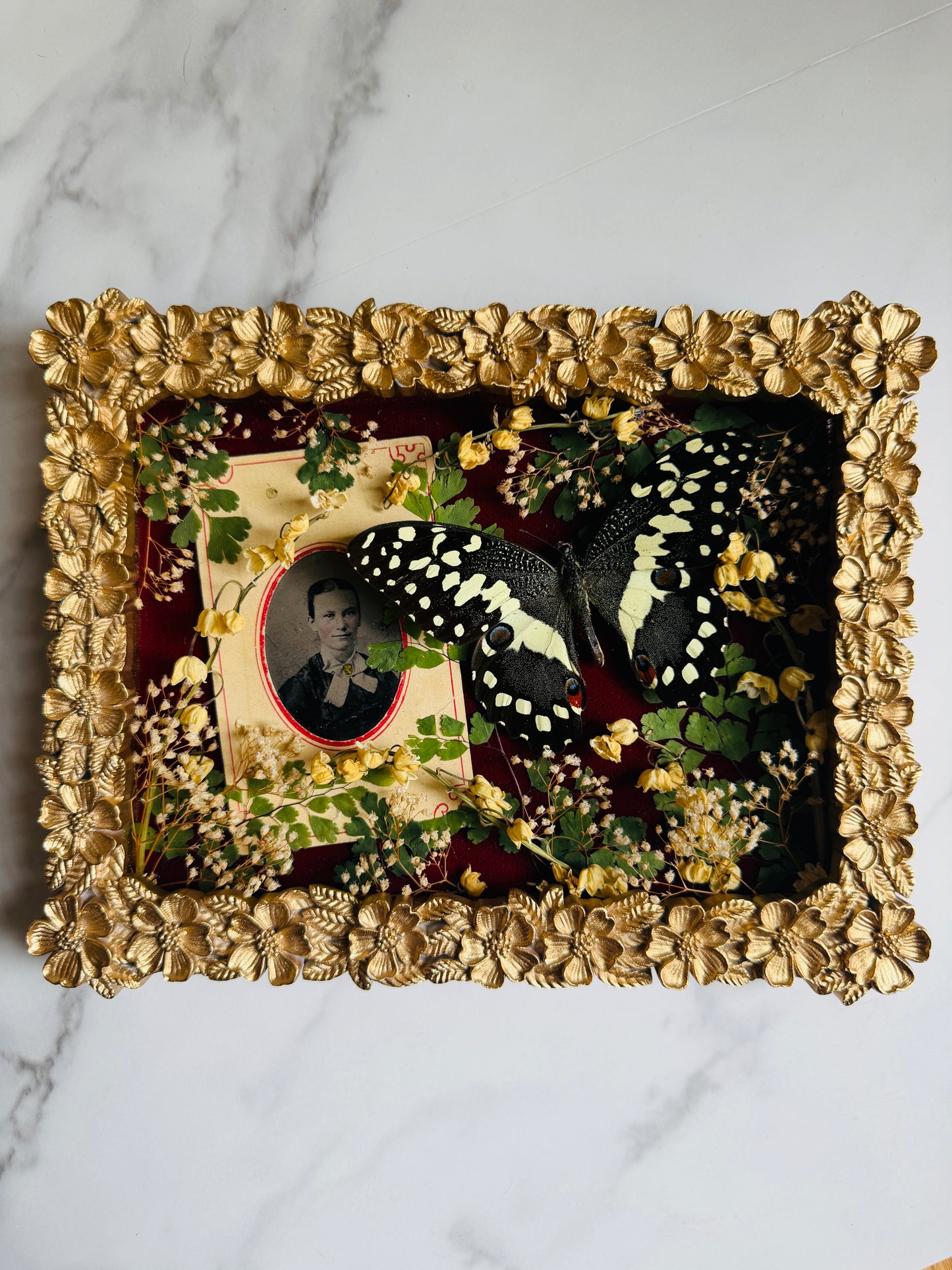 Brielle - Real Butterfly Art; Antique Tintype