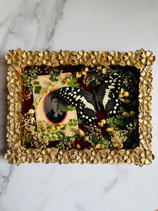 Brielle - Real Butterfly Art; Antique Tintype