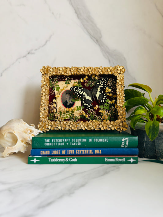 Brielle - Real Butterfly Art; Antique Tintype