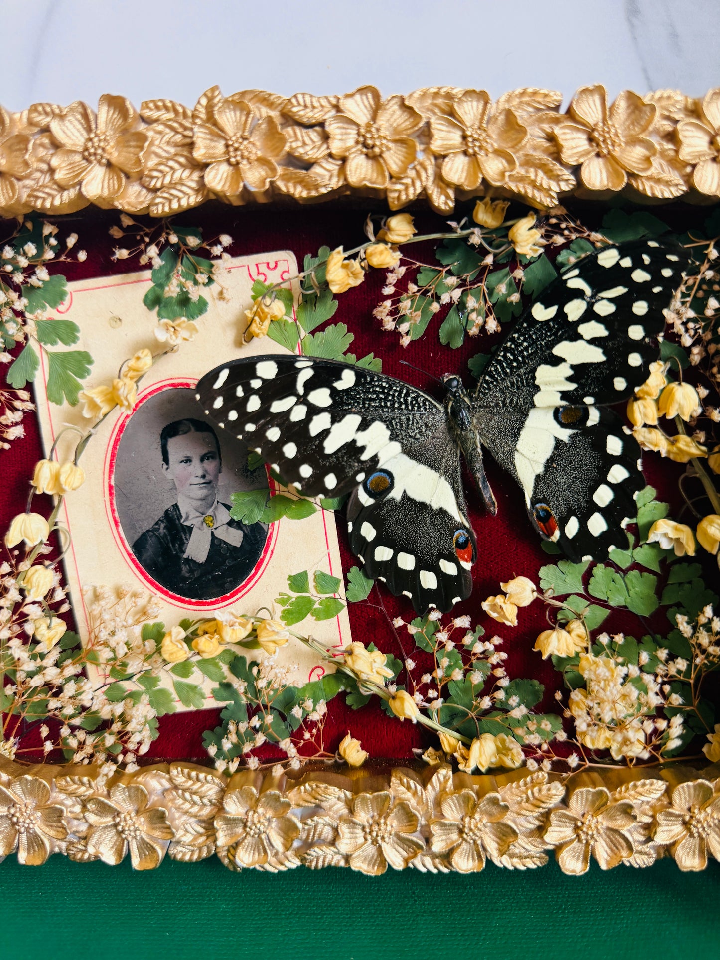 Brielle - Real Butterfly Art; Antique Tintype