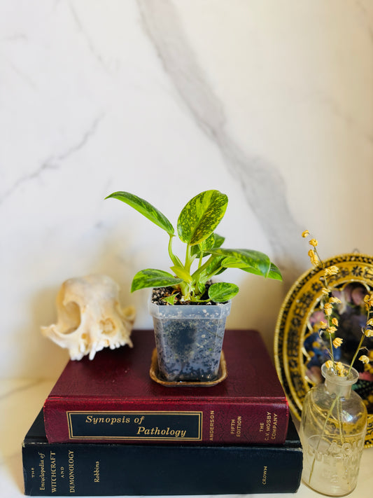 Green Congo Variegated Philodendron Seedling