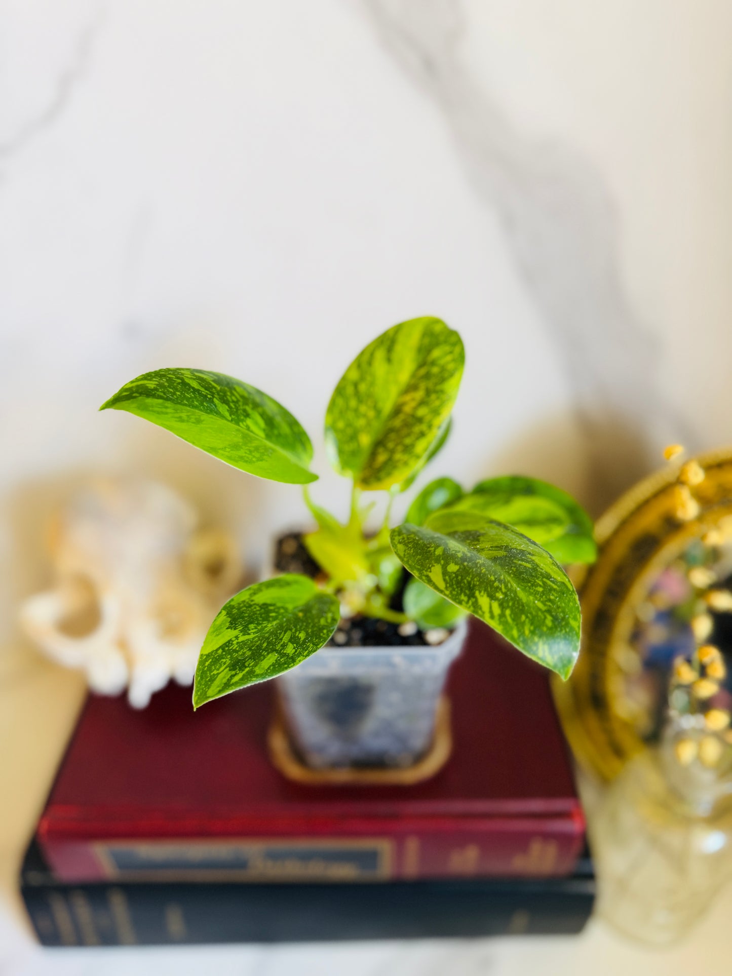 Green Congo Variegated Philodendron Seedling
