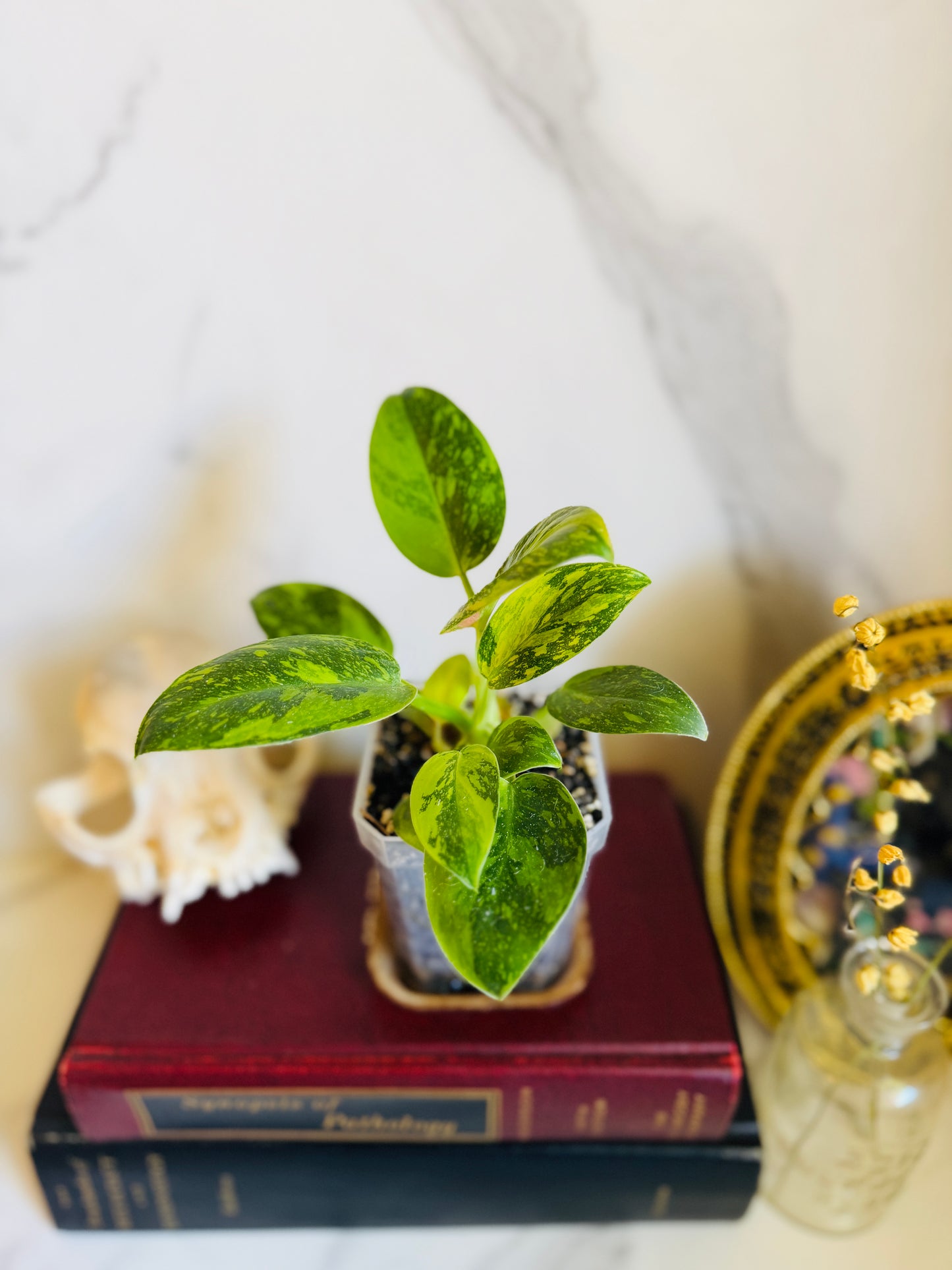 Green Congo Variegated Philodendron Seedling