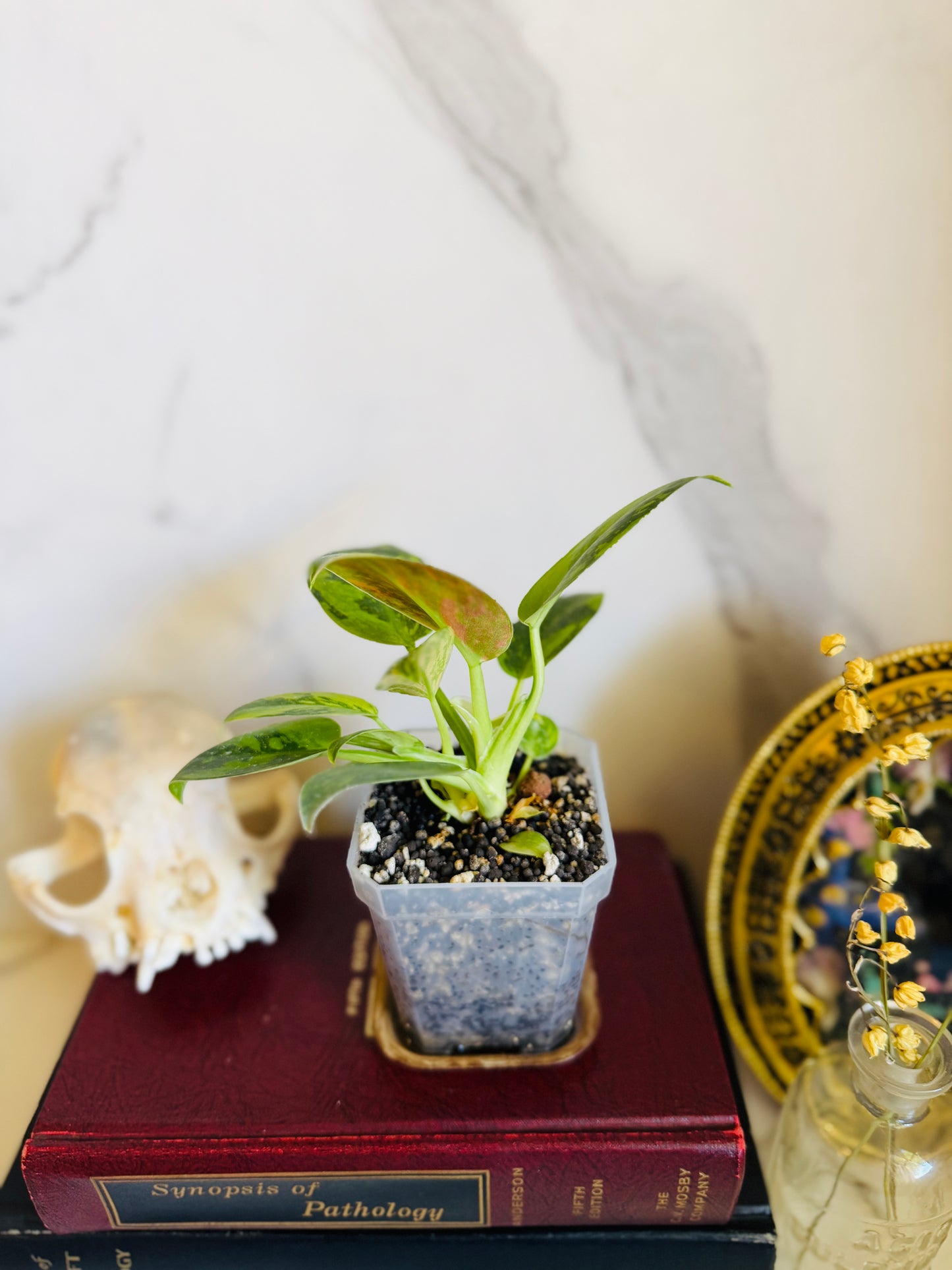 Green Congo Variegated Philodendron Seedling