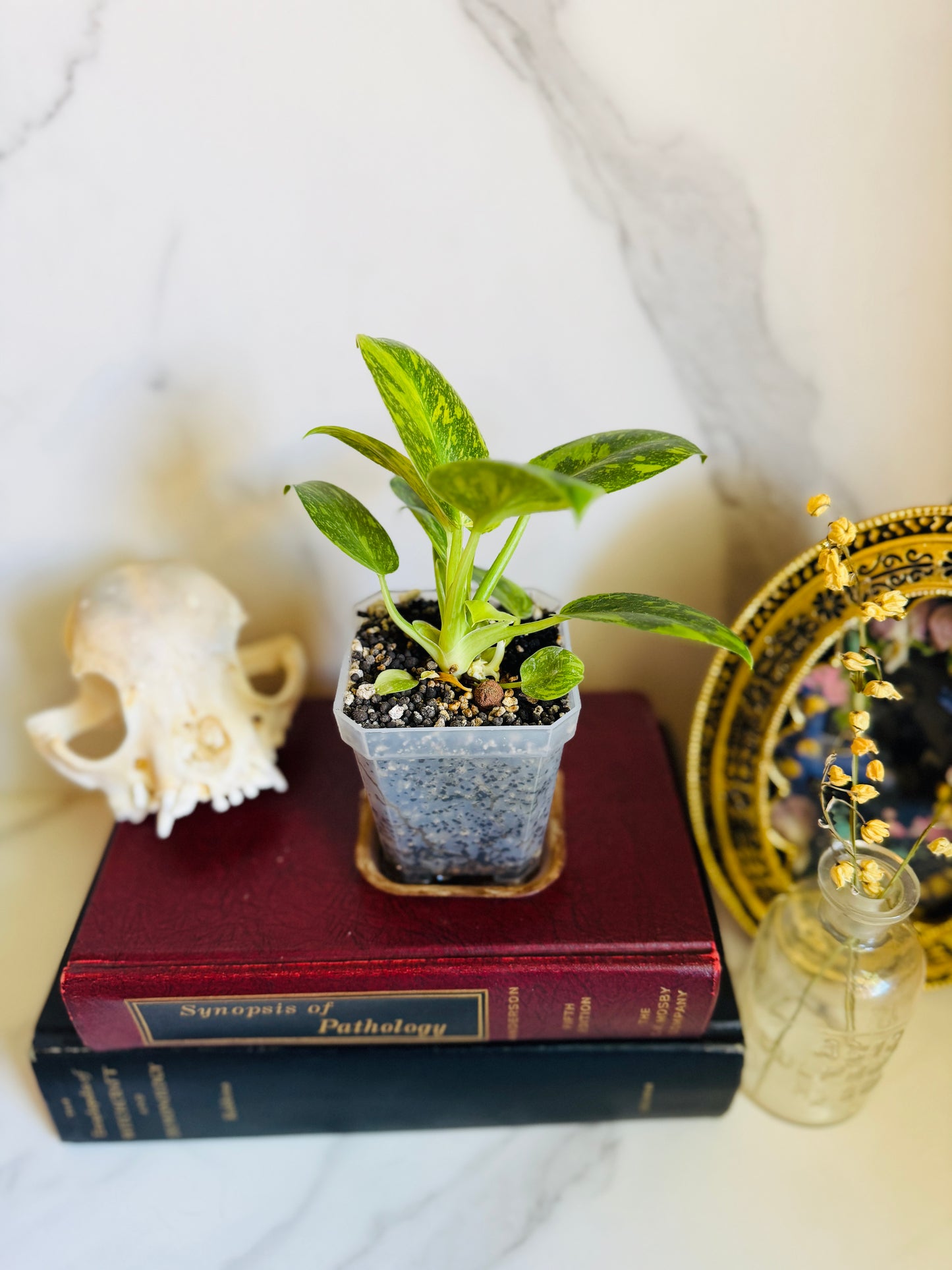 Green Congo Variegated Philodendron Seedling