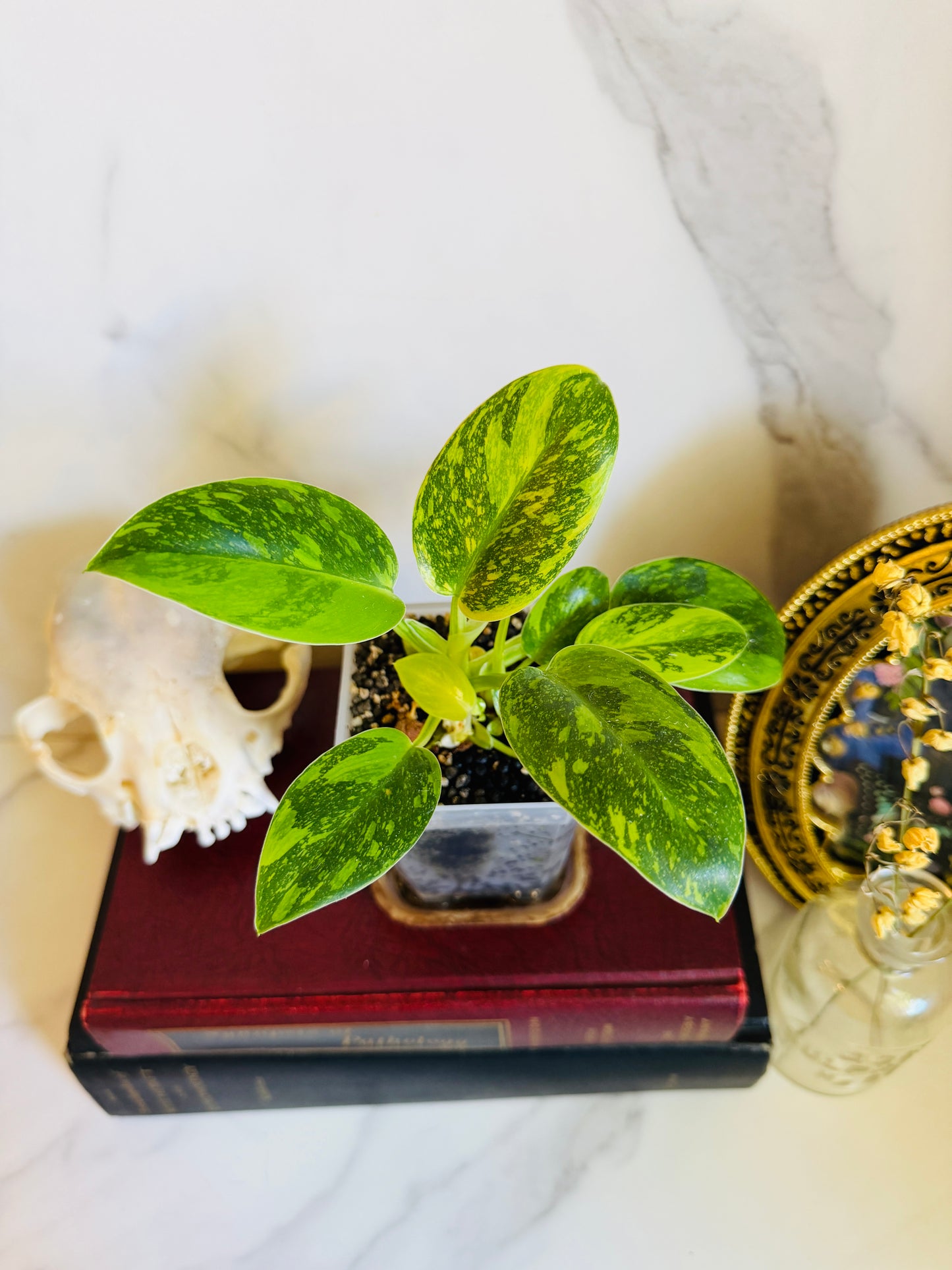 Green Congo Variegated Philodendron Seedling