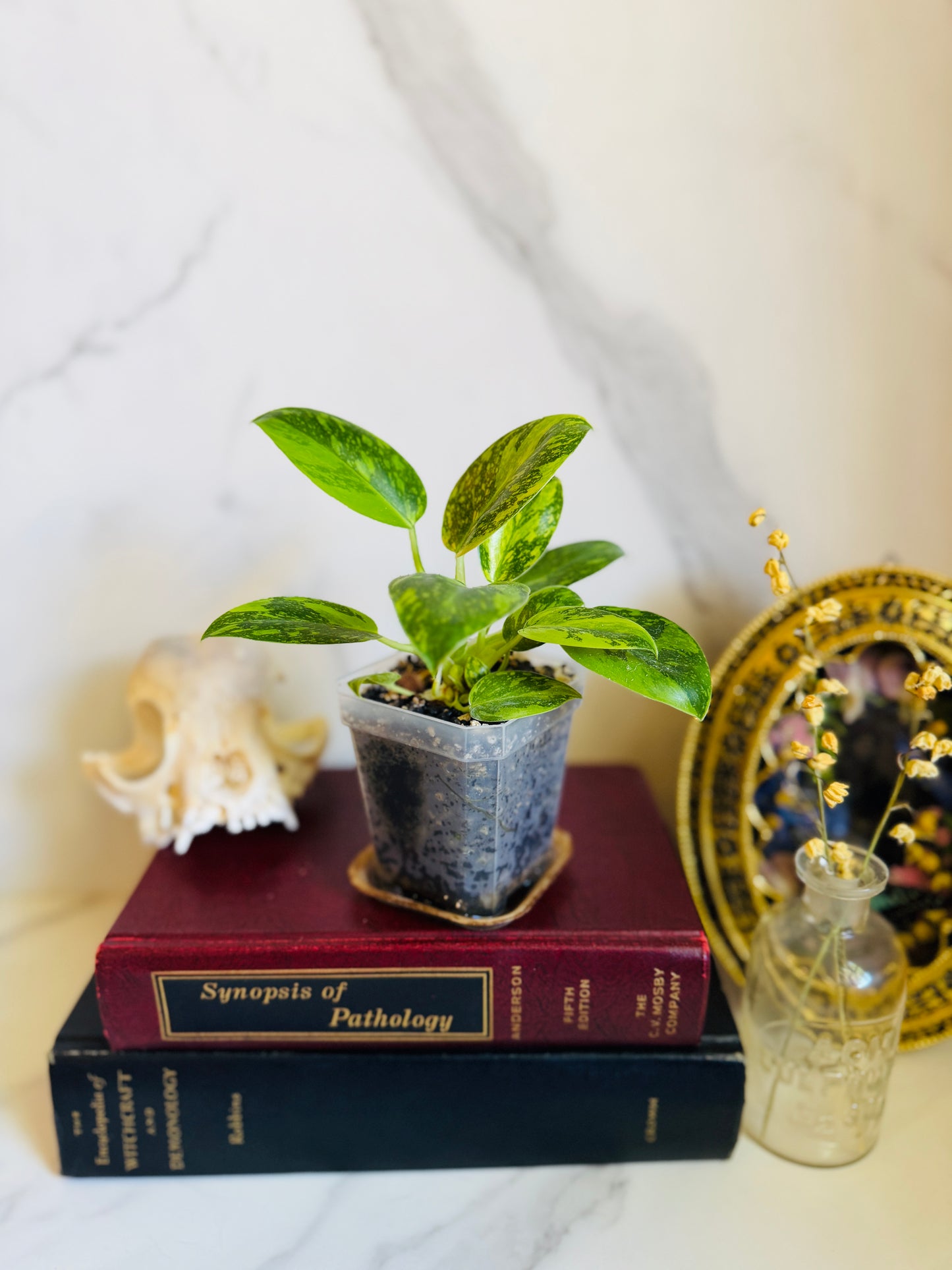 Green Congo Variegated Philodendron Seedling