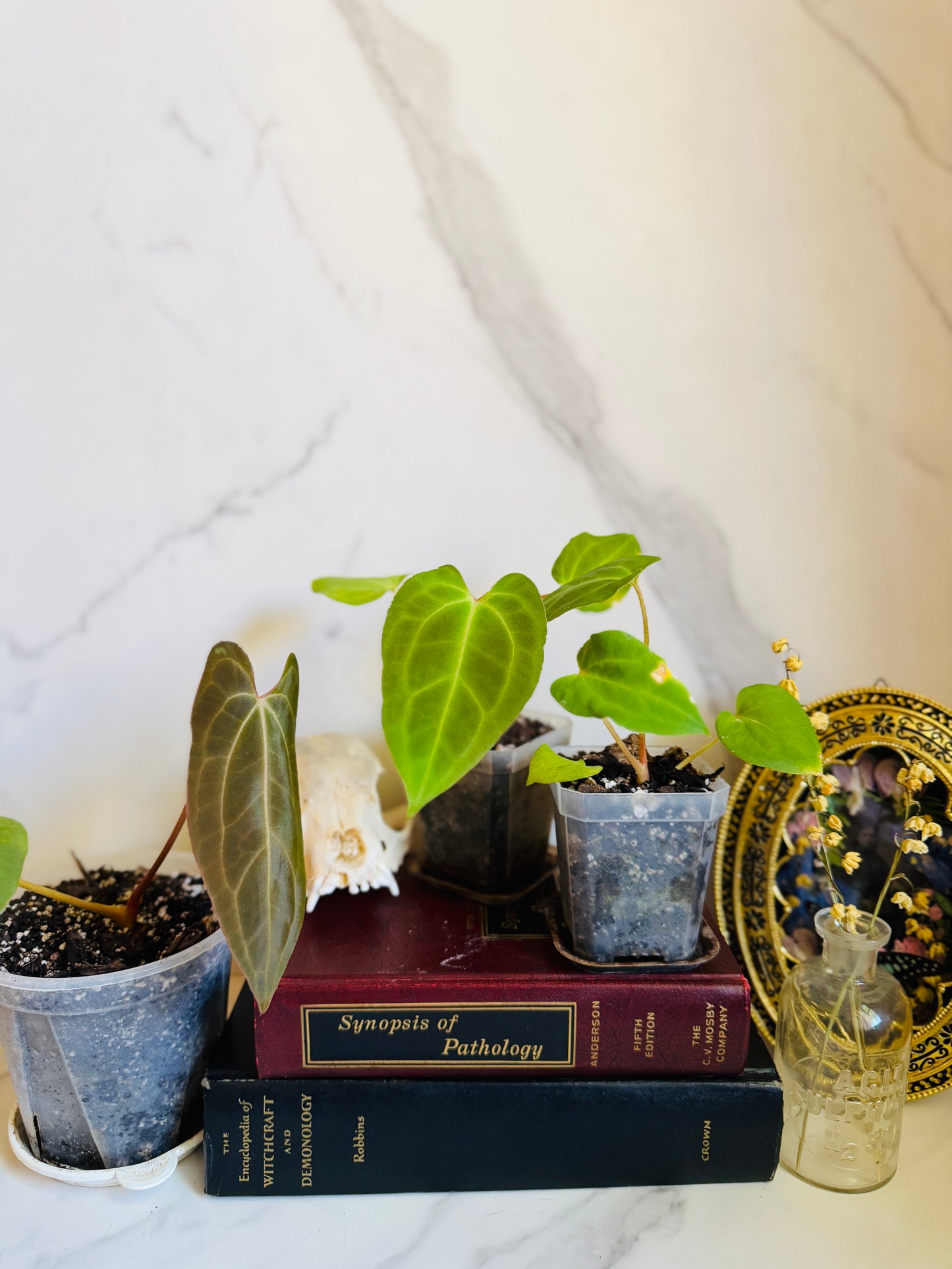 Besseae aff. x Fort Sherman Anthurium Seedling