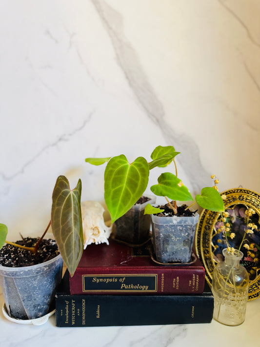 Besseae aff. x Fort Sherman Anthurium Seedling