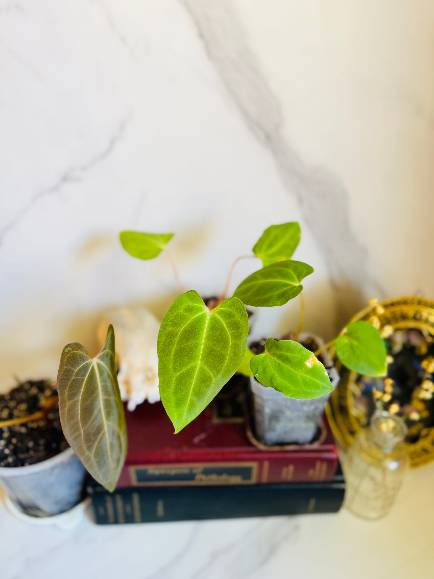 Besseae aff. x Fort Sherman Anthurium Seedling