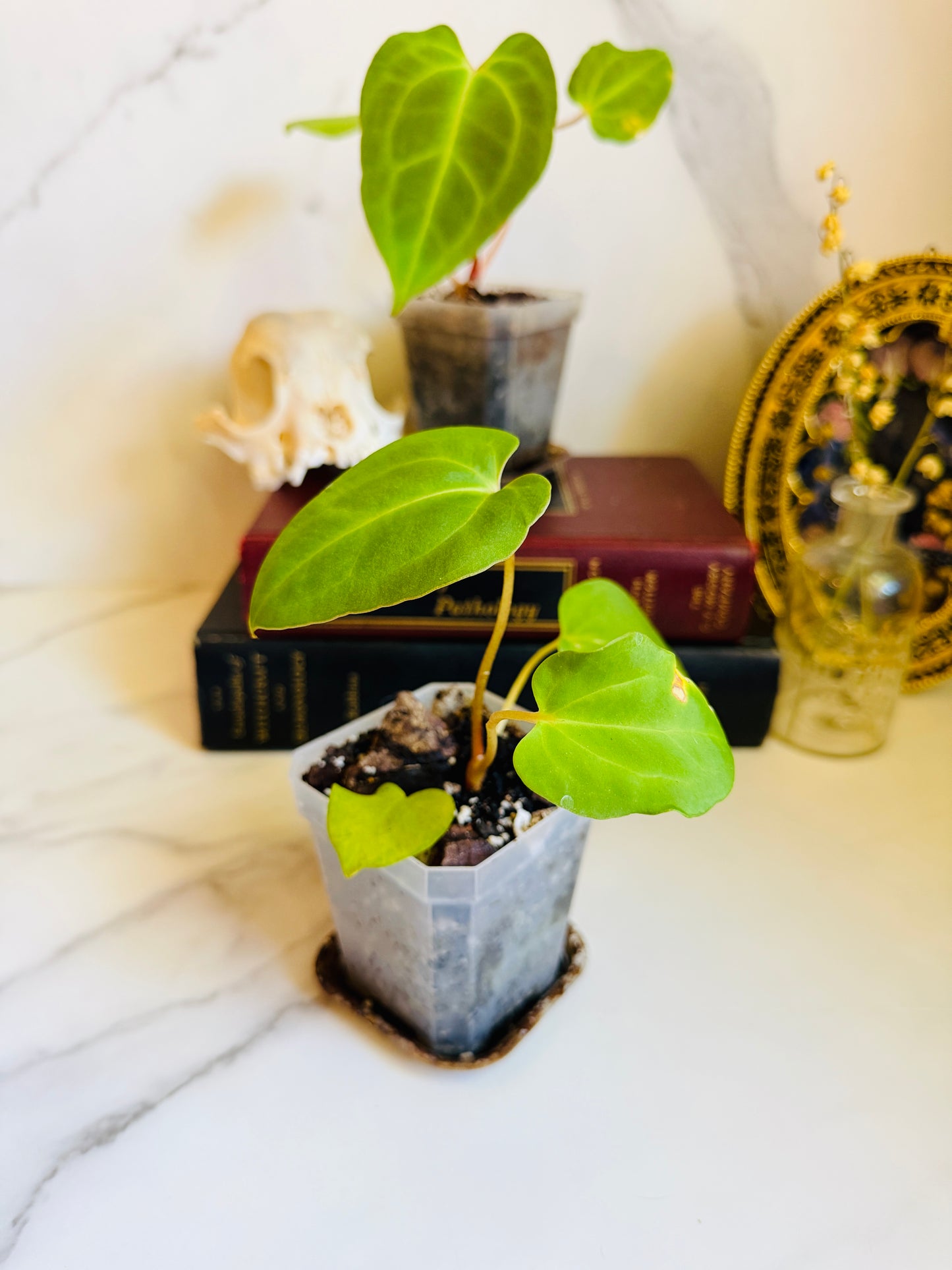 Besseae aff. x Fort Sherman Anthurium Seedling