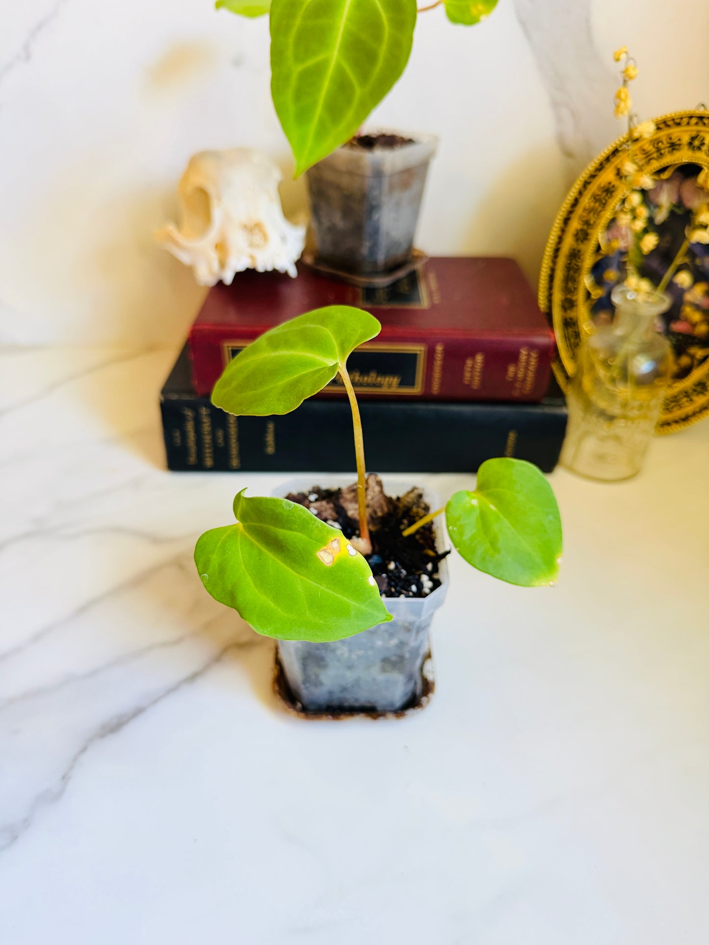 Besseae aff. x Fort Sherman Anthurium Seedling