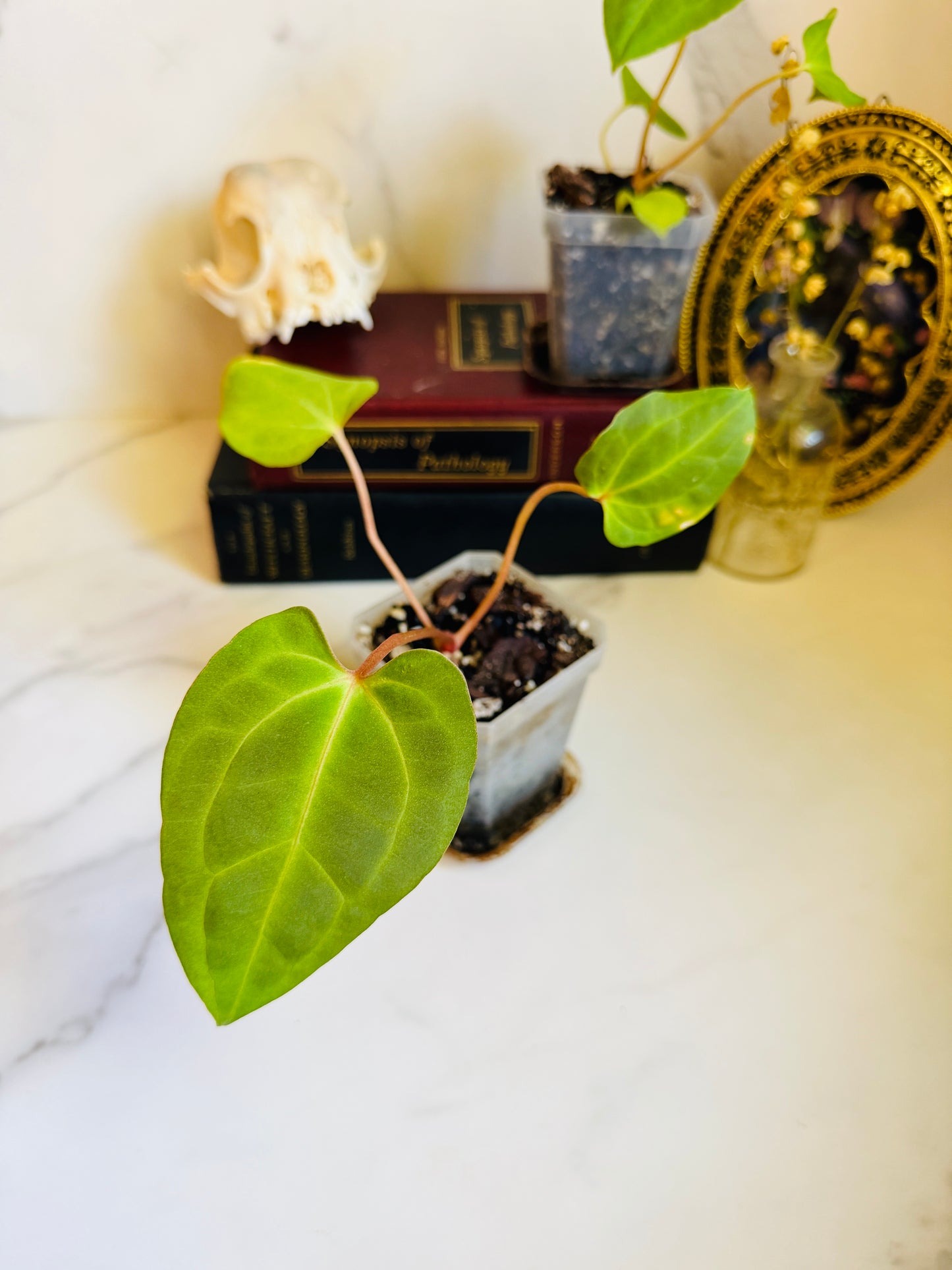 Besseae aff. x Fort Sherman Anthurium Seedling